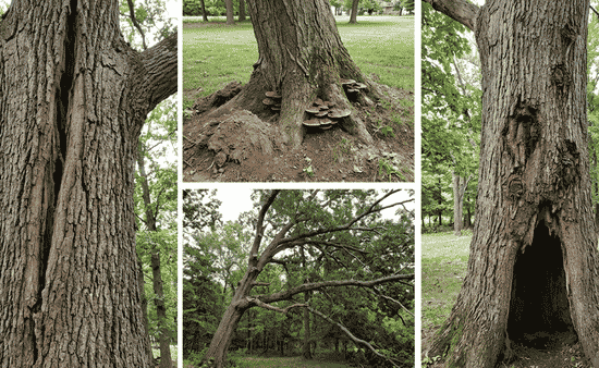 4 Signs Your Mature Trees Have Structural Integrity Issues That Require Expert Analysis