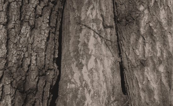 Deep Vertical Trunk Cracks and Included Bark