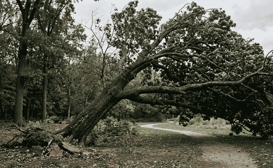 Uncharacteristic Leaning and Asymmetrical Canopy Weight